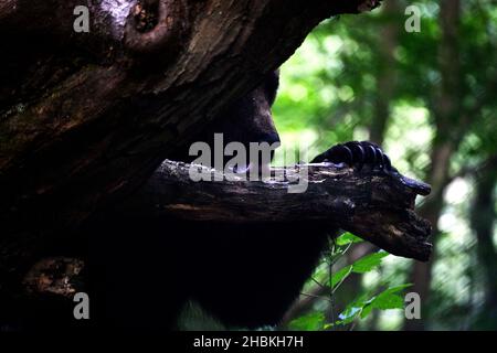 Un primo piano dell'orso bruno eurasiatico dietro l'albero. Foto Stock