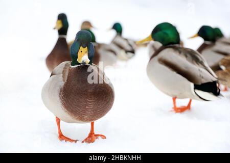 Anatre di Mallard che camminano sulla neve in inverno. Anatre selvatiche in stagione fredda Foto Stock