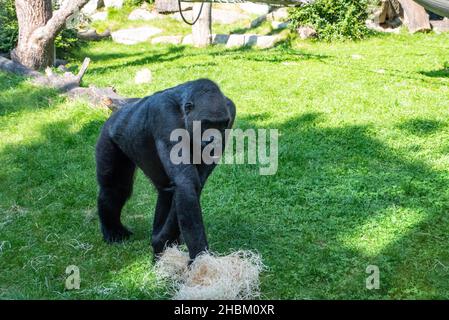 Bella Gorilla con un'affascinante espressione intelligente nello Zoo Hellabrunn di Monaco, Germania Foto Stock