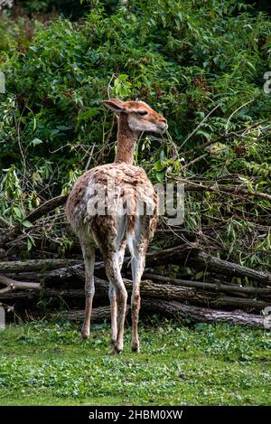 Retro e profilo di un alpaca nello zoo Hellabrunn di Monaco, Germania Foto Stock