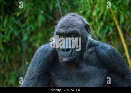 Bella Gorilla con un'affascinante espressione intelligente nello Zoo Hellabrunn di Monaco, Germania Foto Stock