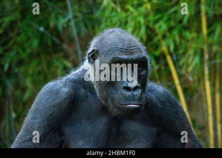 Bella Gorilla con un'affascinante espressione intelligente nello Zoo Hellabrunn di Monaco, Germania Foto Stock