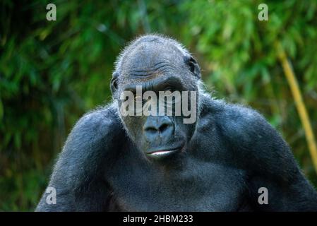 Bella Gorilla con un'affascinante espressione intelligente nello Zoo Hellabrunn di Monaco, Germania Foto Stock
