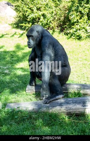 Bella Gorilla con un'affascinante espressione intelligente nello Zoo Hellabrunn di Monaco, Germania Foto Stock