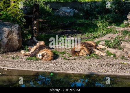 Leone che dorme tranquillamente al sole, Hellabrunn zoo a Monaco, Germania Foto Stock