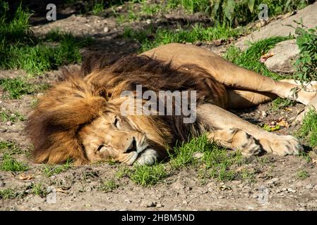 Leone che dorme tranquillamente al sole, Hellabrunn zoo a Monaco, Germania Foto Stock