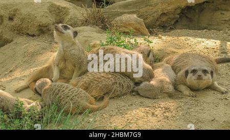 mob di meerkat suricati che riposano insieme nel loro territorio. Specie Suricata suricatta della famiglia Herpestidae, genere Suricata. Vivere in Foto Stock