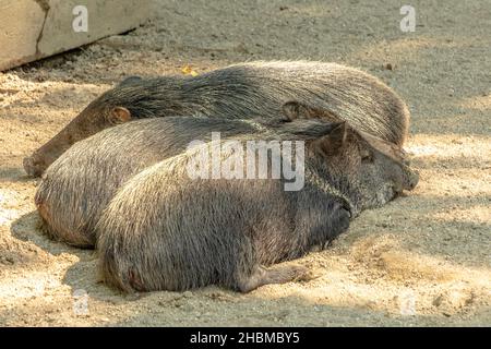 Cinghiali Peccari Collared che dormono in fila. Dicotyles tajacu specie provenienti dall'Europa e dall'Eurasia. Foto Stock