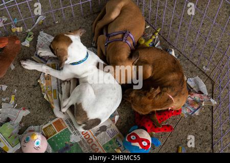 Goiânia, Goias, Brasile – 18 dicembre 2021: Tre cani sdraiati in una penna a una fiera di adozione degli animali randagi. Foto Stock