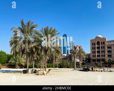 ABU DHABI, EMIRATI ARABI UNITI - 23 settembre 2021: Cammelli che riposano all'Emirates Palace di Abu Dhabi con le torri Etihad sullo sfondo Foto Stock