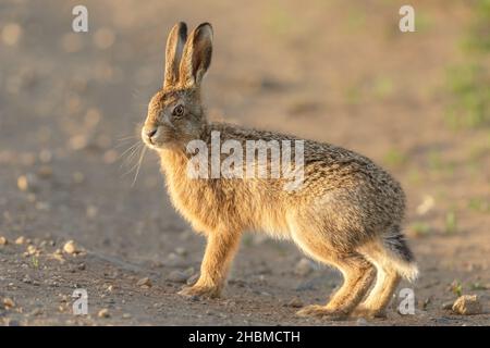 Primo piano di una lepre o leveret giovane a Springtime. In piedi allerta su terreno agricolo. Fotocamera rivolta verso di sé, sfondo sfocato. Nome scientifico: Lepus Europaeus. Foto Stock