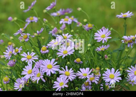 Primo piano di lussureggianti fiori blu Brachyscome iberidifolia su sfondo verde Foto Stock