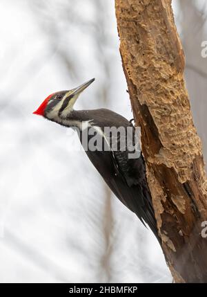 Picchio femmina Pileated sul lato della caccia dell'albero per un pasto nella foresta a fine autunno Foto Stock