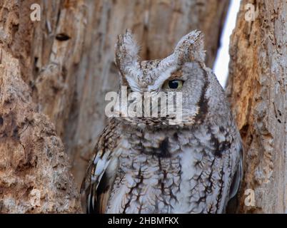 Eastern urlando gufo con occhi aperti caccia dal suo nido in albero in Canada Foto Stock