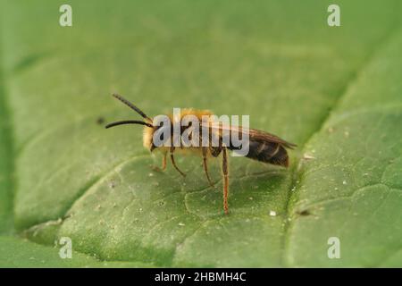 Closeup di un'ape da miniera maschile, Andrena Emorrhoa su una foglia verde Foto Stock