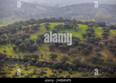 Sierra de San Pedro dehesas, Alburquerque, Estremadura, Spagna. Vista presa da San Blas Craig Foto Stock