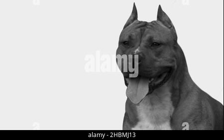 Forte americano Staffordshire Terrier Dog isolato sullo sfondo bianco Foto Stock