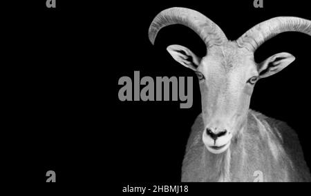 Barbary Sheep Closeup sullo sfondo nero Foto Stock