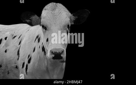 Carino Cow bianco con macchie nere sullo sfondo nero Foto Stock