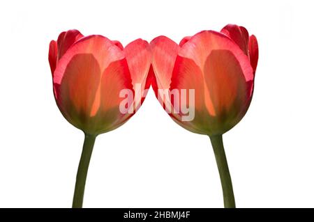 Bellissimo fiore di tulipano rosso incredibile isolato su sfondo bianco Foto Stock