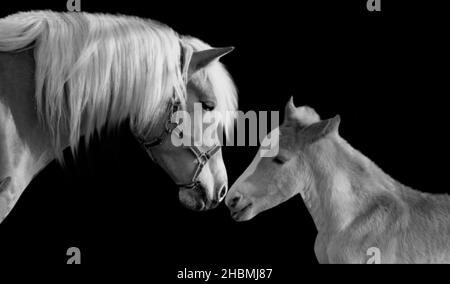 Madre Horse ama il suo bambino su sfondo nero Foto Stock