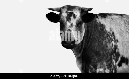 Nero e bianco Cow faccia isolata sullo sfondo nero Foto Stock