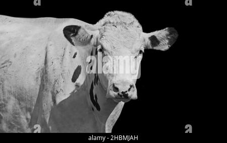 Mucca bianca con macchie nere Ritratto su sfondo nero Foto Stock