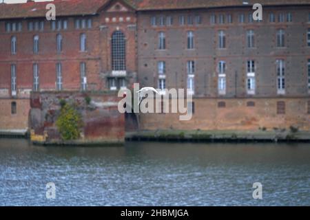 Il gabbiano che vola sopra il fiume con l'edificio in mattoni sullo sfondo Foto Stock