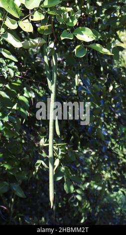 Frutta della giungla Pod. Slanciati con gli sfondi verdi.(Cassia sieberiana) Foto Stock