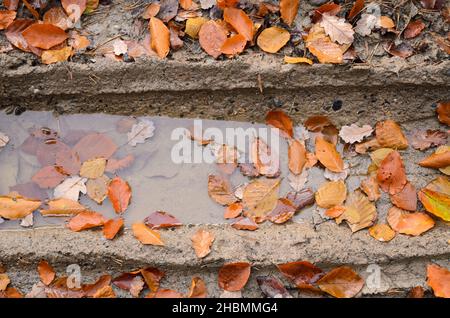 Foglie su terreno fangoso foresta durante l'autunno, vista direttamente dall'alto Foto Stock