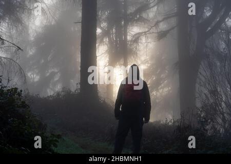 Un escursionista si staglia contro il sole, in piedi in una foresta spooky in una giornata di inverni moscio nebbia Foto Stock