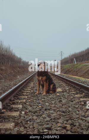 Cane perso sui binari del treno Foto Stock