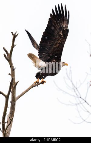 Un'aquila calva (Haliaeetus leucocephalus) che decresca da un albero morto in inverno nel Michigan, Stati Uniti. Foto Stock