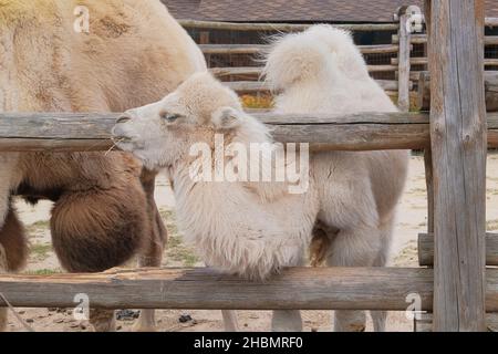 Piccolo cammello bianco bactrio mangiare fieno allo zoo, da vicino. Tenere animali selvatici in parchi zoologici. Foto Stock