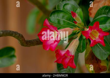 Un rametto di adenium fiore che fiorisce è rosso, il colore delle foglie è verde, lo sfondo del legno è marrone, natura concetto Foto Stock