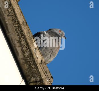 Piccioni ferali alla ricerca di cibo in giardino casa urbana. Foto Stock