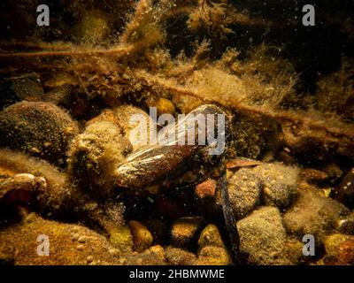 Una mitella marina blu, Mytilus edulis sul mare. Foto dal suono, tra Svezia e Danimarca Foto Stock