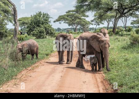 Elefanti sulla strada nel Parco Nazionale Tarangire, Tanzania Foto Stock