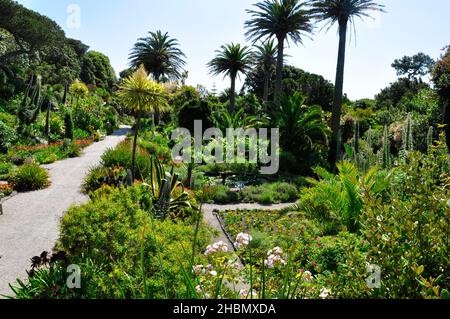 Una vista lungo una delle terrazze che mostra la varietà di fiori sub-trofici, piante arbusti e alberi nei Giardini Abbey sull'isola di Tresco in Foto Stock