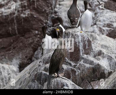 Shag Seabird (Phalacrocorax aristotelis) su una sporgenza rocciosa, Bass Rock, Scozia, Regno Unito Foto Stock