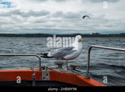 Primo piano del gabbiano aringa (Larus argentatus) in piedi sul ponte della barca, Firth of Forth, Scozia, Regno Unito Foto Stock