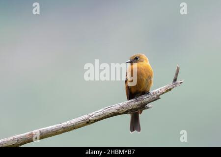 CINNAMON FLYCATCHER (Pyrhomyias cinnamomeus) bellissimo esemplare arroccato da solo su alcuni rami nella foresta di nubi. Uchubamba - Perù Foto Stock