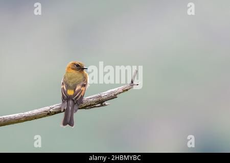 CINNAMON FLYCATCHER (Pyrhomyias cinnamomeus) bellissimo esemplare arroccato da solo su alcuni rami nella foresta di nubi. Uchubamba - Perù Foto Stock