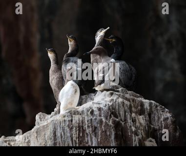 Gruppo di shags (Phalacrocorax aristotelis) e guillemots (Uria aalge) su una sporgenza rocciosa, Bass Rock, Scozia, Regno Unito Foto Stock