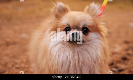 Primo piano di un mini spitz Pomerania su una passeggiata nel parco autunnale Foto Stock