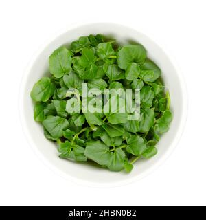 Foglie di crescione, in una ciotola bianca. Giallo fresco, Nasturzio officinale. Ortaggi a foglia dal sapore piccante. Vegetali o erbe acquatiche. Foto Stock