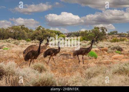 Emu adulto, Dromaeus novaehollandiae, con 3 pulcini mezzo-coltivati nel paesaggio Outback dell'Australia Meridionale contro cespugli sfocati sfondo cielo blu Foto Stock