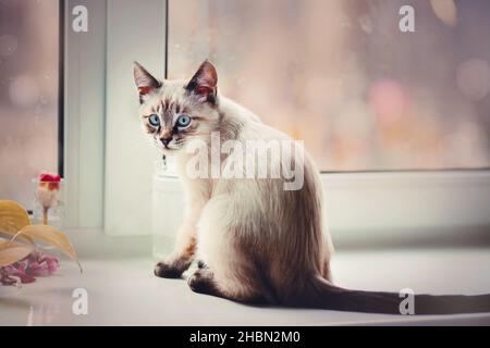 Carino gattino tabby è seduto sul davanzale vicino alla finestra in un giorno d'autunno piovoso. Un animale domestico. Foto Stock