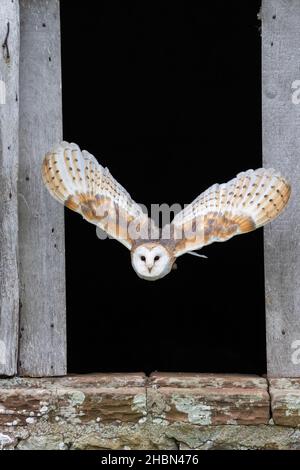 Gufo di fienile (Tyto alba) in volo, controllato, Cumbria, UK Foto Stock