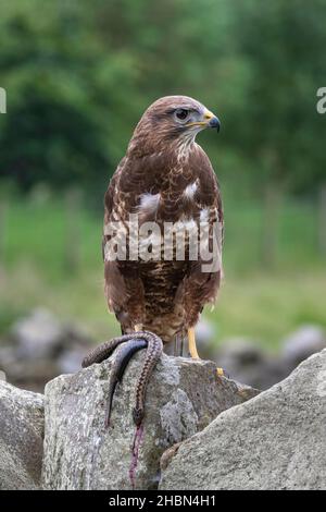 Buzzard comune (Buteo buteo) con sommatore, controllato, Cumbria, Regno Unito Foto Stock